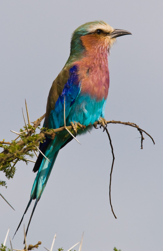 Lilac-Breasted Roller